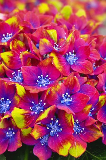 Гортензія широколиста Шлосс Вакербарт / Гортензія Шлосс Вакербарт|Hydrangea macrophylla Saxon® Schloss Wackerbarth / Hydrangea Saxon® Schloss Wackerbarth|Гортензия широколистная Шлосс Вакербарт / Гортензия Шлосс Вакербарт